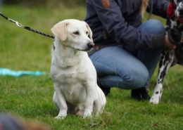 Hundetraining Hundeschule Verhaltensberatung Dogwalking Wedemark