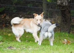 Hundetraining Hundeschule Verhaltensberatung Dogwalking Wedemark