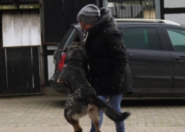 Hundetraining Hundeschule Verhaltensberatung Dogwalking Wedemark