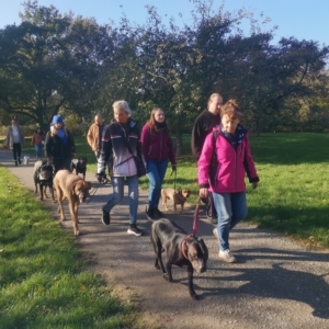 Veranstaltungen 1 social walk hannover Hundetraining Hundeschule Verhaltensberatung Dogwalking Wedemark