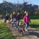 social walk hannover Hundetraining Hundeschule Verhaltensberatung Dogwalking Wedemark