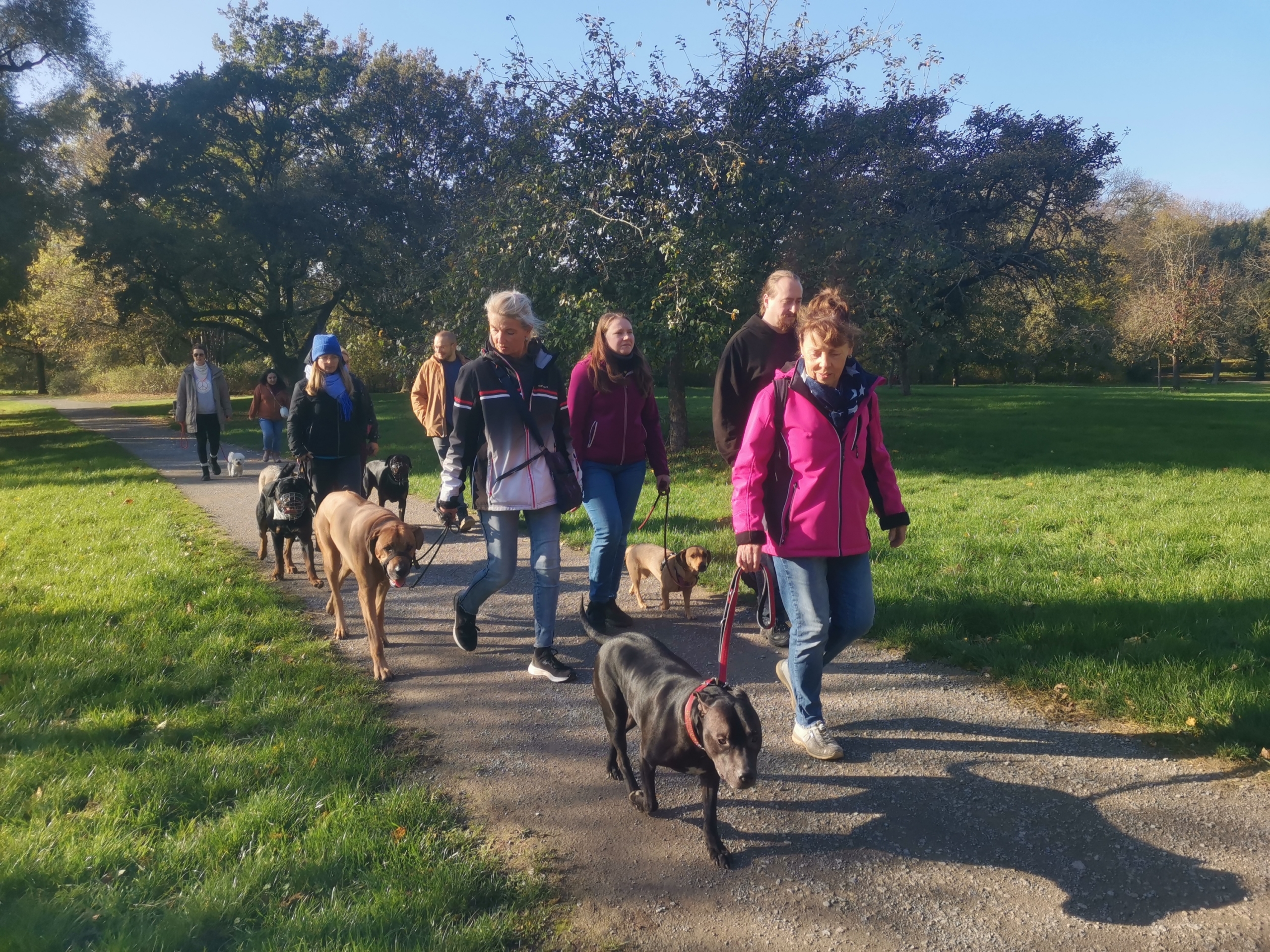 social walk Hannover 7 social walk hannover Hundetraining Hundeschule Verhaltensberatung Dogwalking Wedemark